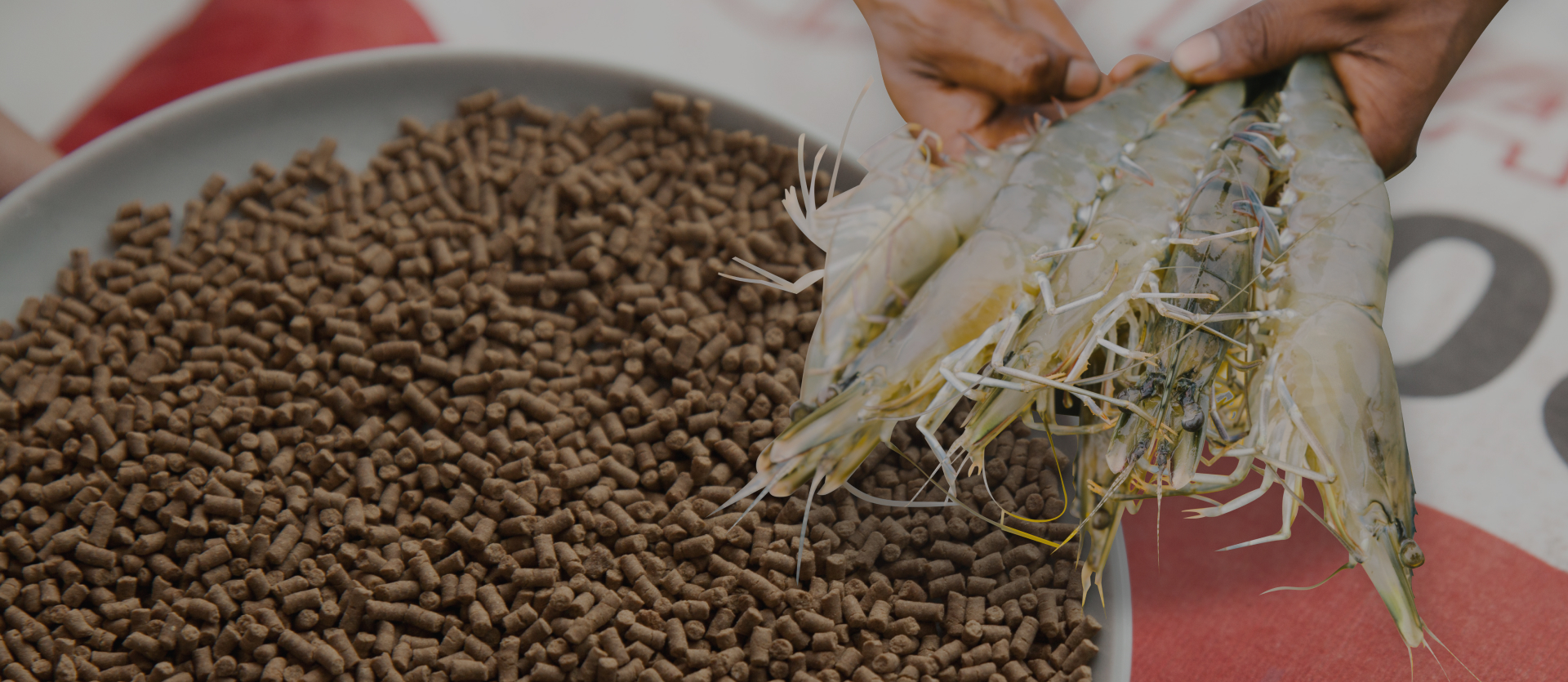 A & O Group :: A Gateway to Comprehensive Aquaculture Solutions